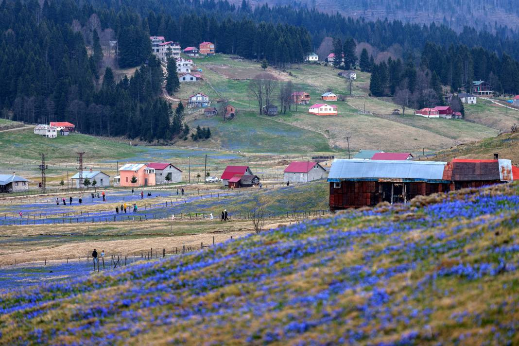 Türkiye'nin gizli cenneti mor renge büründü - Resim: 2